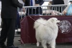 Meilleur Vétéran Bordeaux 2017